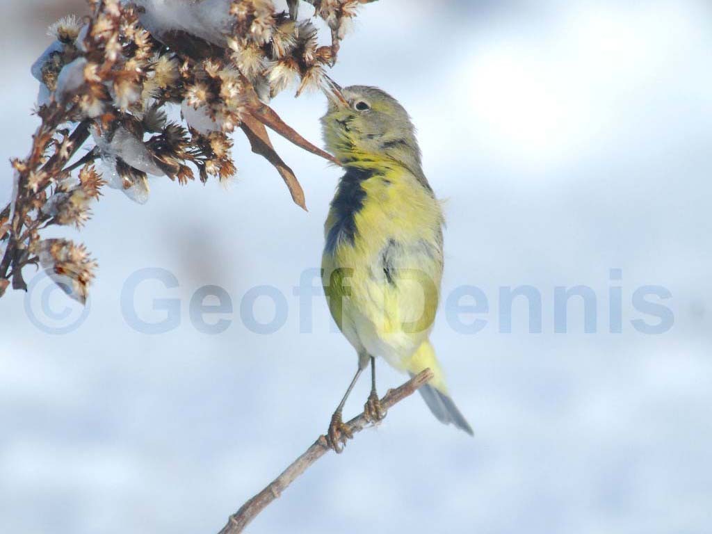 OCWA-AG_Orange-crowned-Warbler