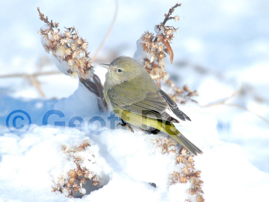 OCWA-AH_Orange-crowned-Warbler