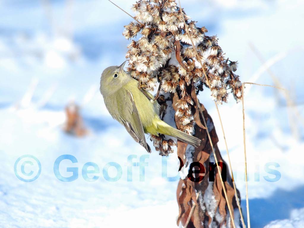 OCWA-AI_Orange-crowned-Warbler