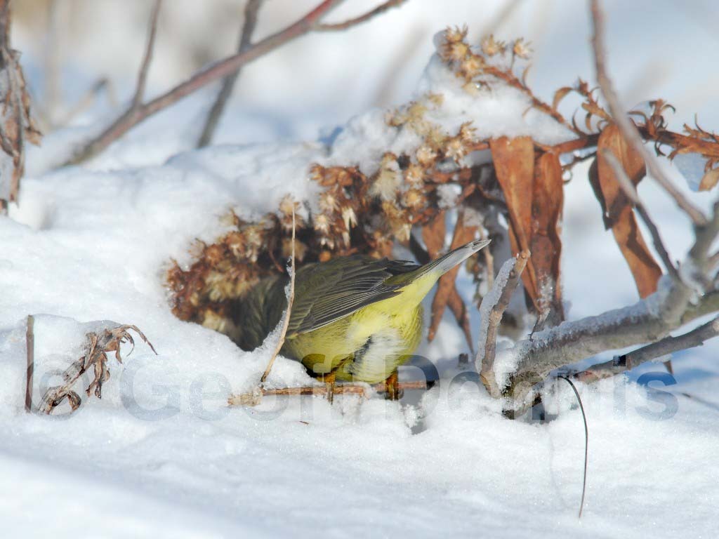 OCWA-AJ_Orange-crowned-Warbler