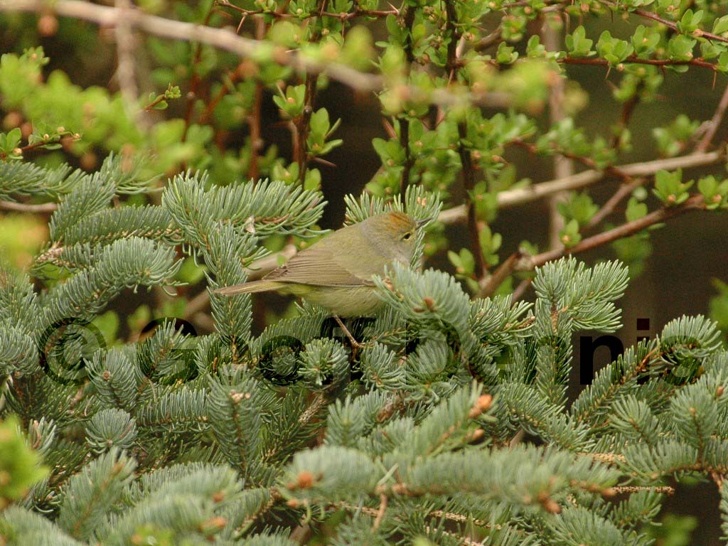 OCWA-AK_Orange-crowned-Warbler