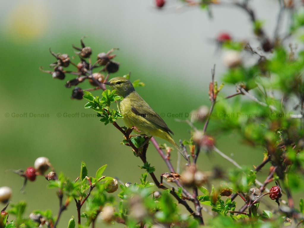 OCWA-AL_Orange-crowned-Warbler