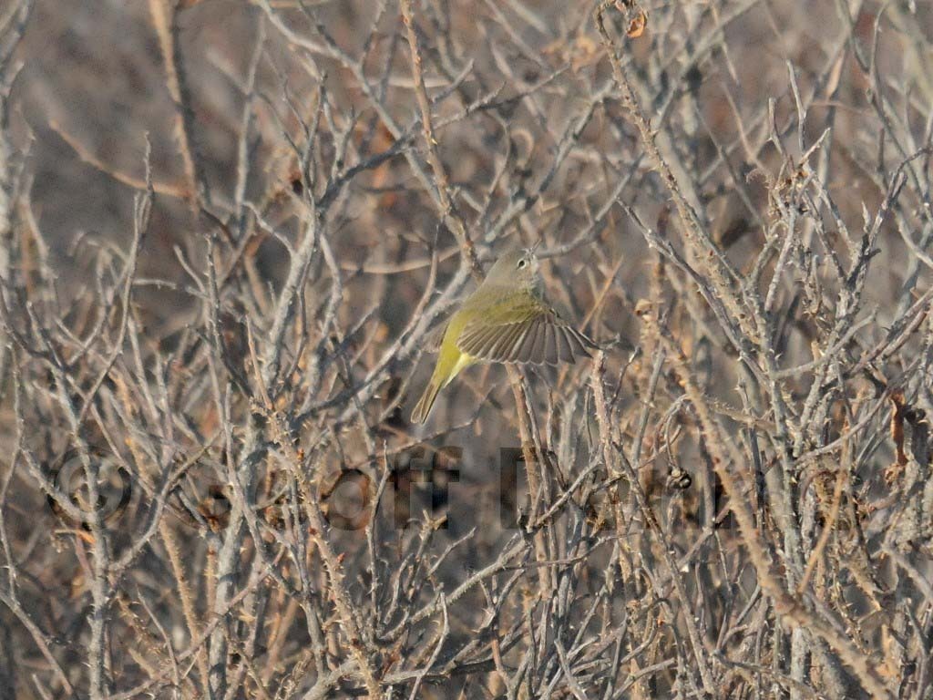 OCWA-AM_Orange-crowned-Warbler
