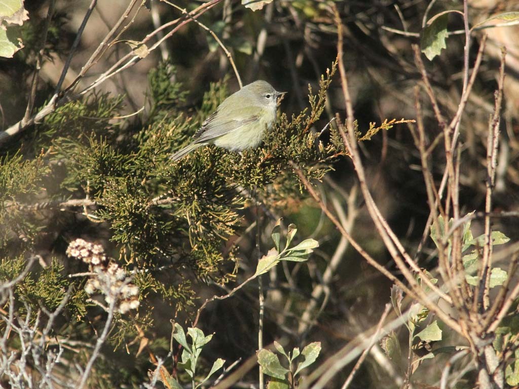 OCWA-AO_Orange-crowned-Warbler