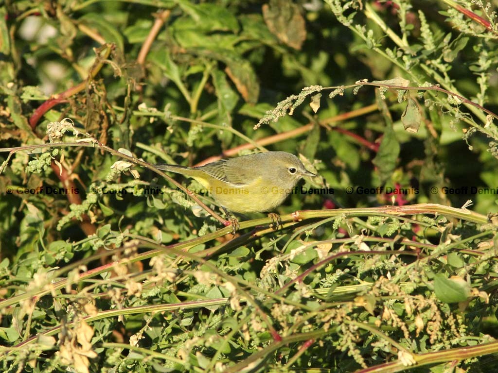 OCWA-AP_Orange-crowned-Warbler