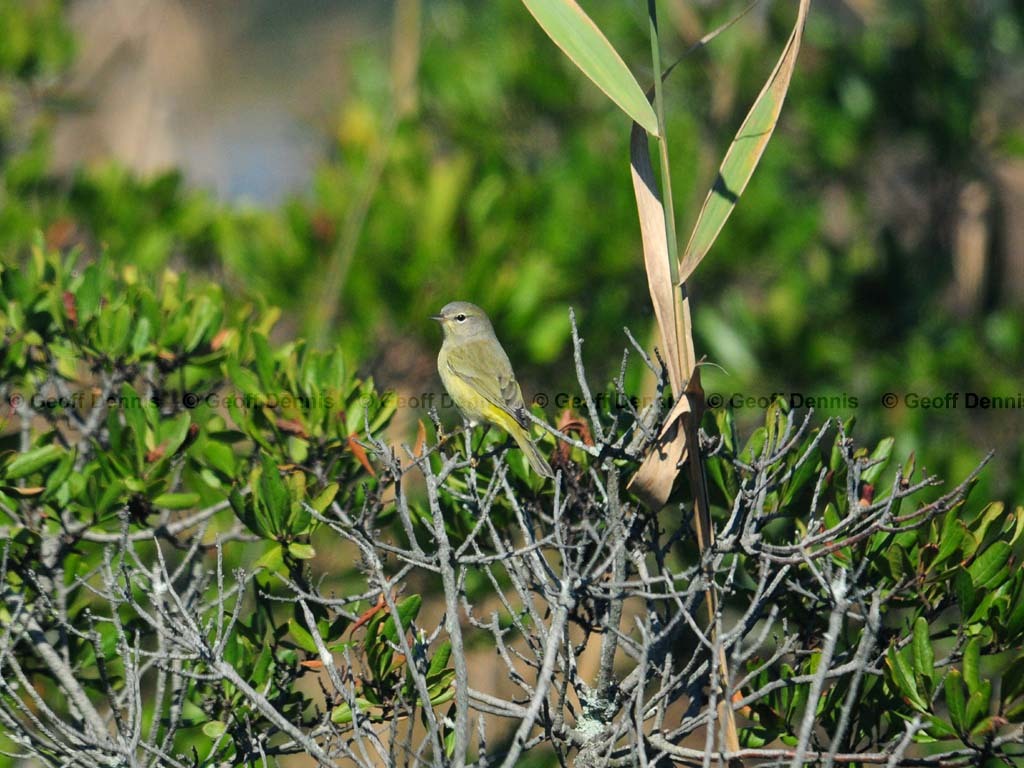 OCWA-AQ_Orange-crowned-Warbler