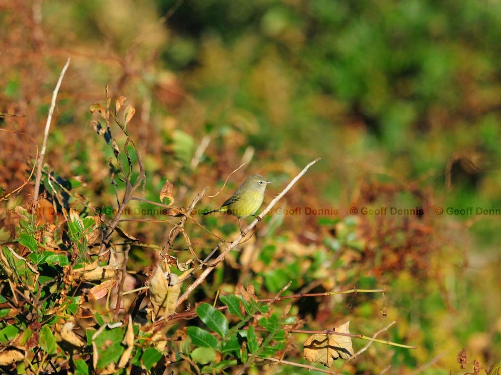 OCWA-AR_Orange-crowned-Warbler