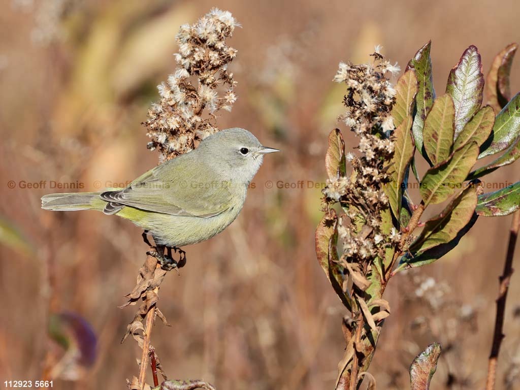 OCWA-AS_Orange-crowned-Warbler