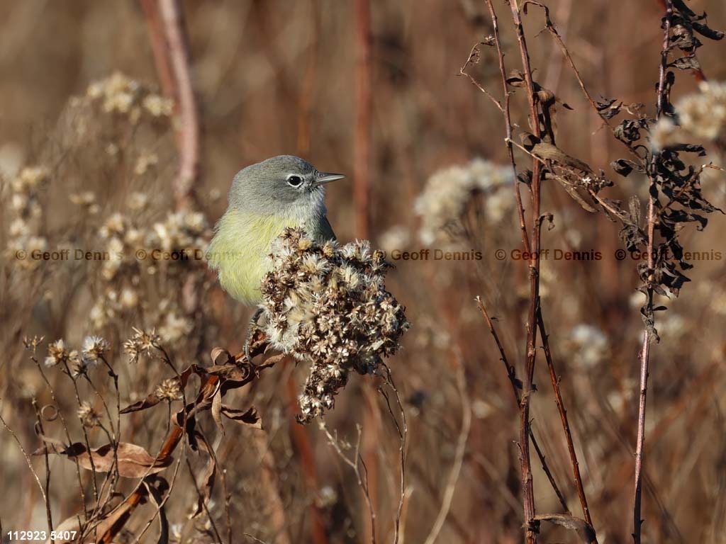 OCWA-AT_Orange-crowned-Warbler