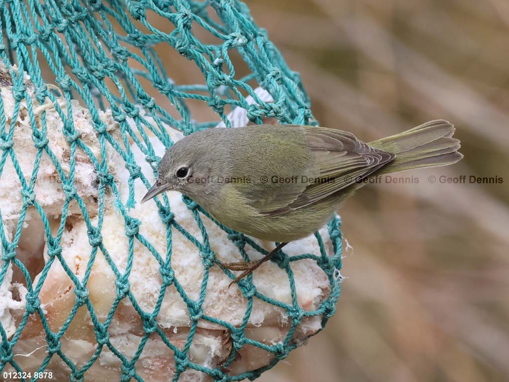 OCWA-AV_Orange-crowned-Warbler