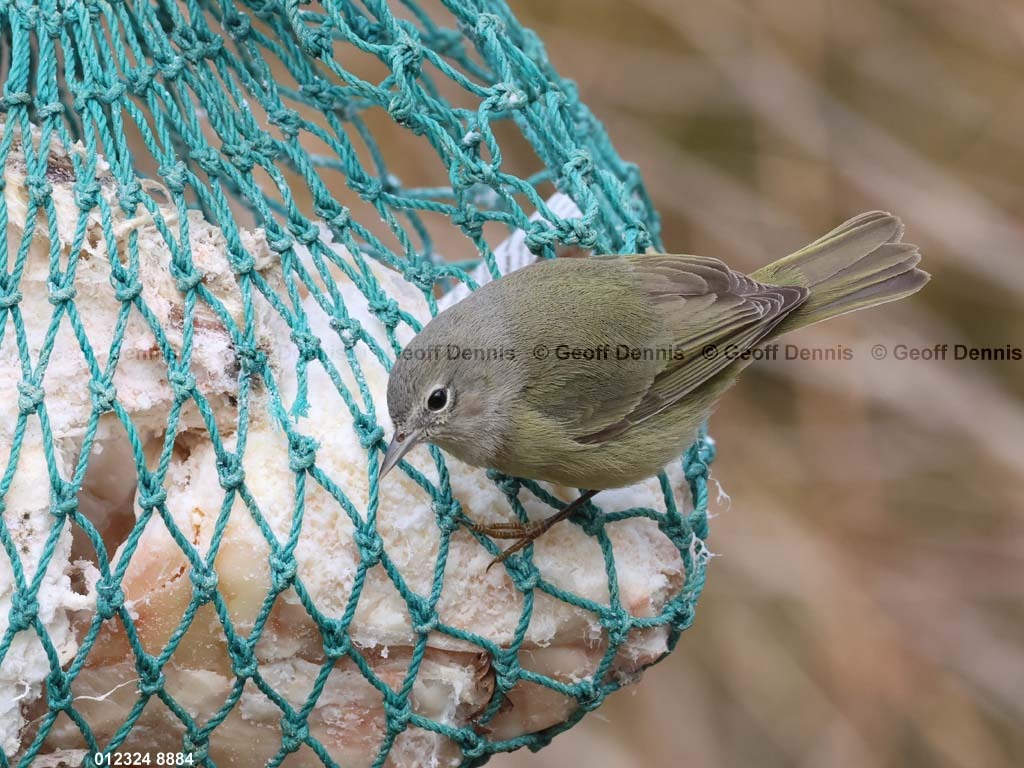OCWA-AW_Orange-crowned-Warbler