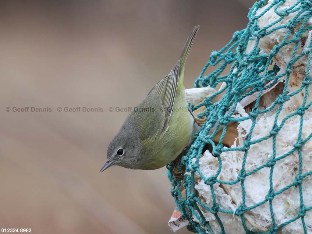 OCWA-AX_Orange-crowned-Warbler