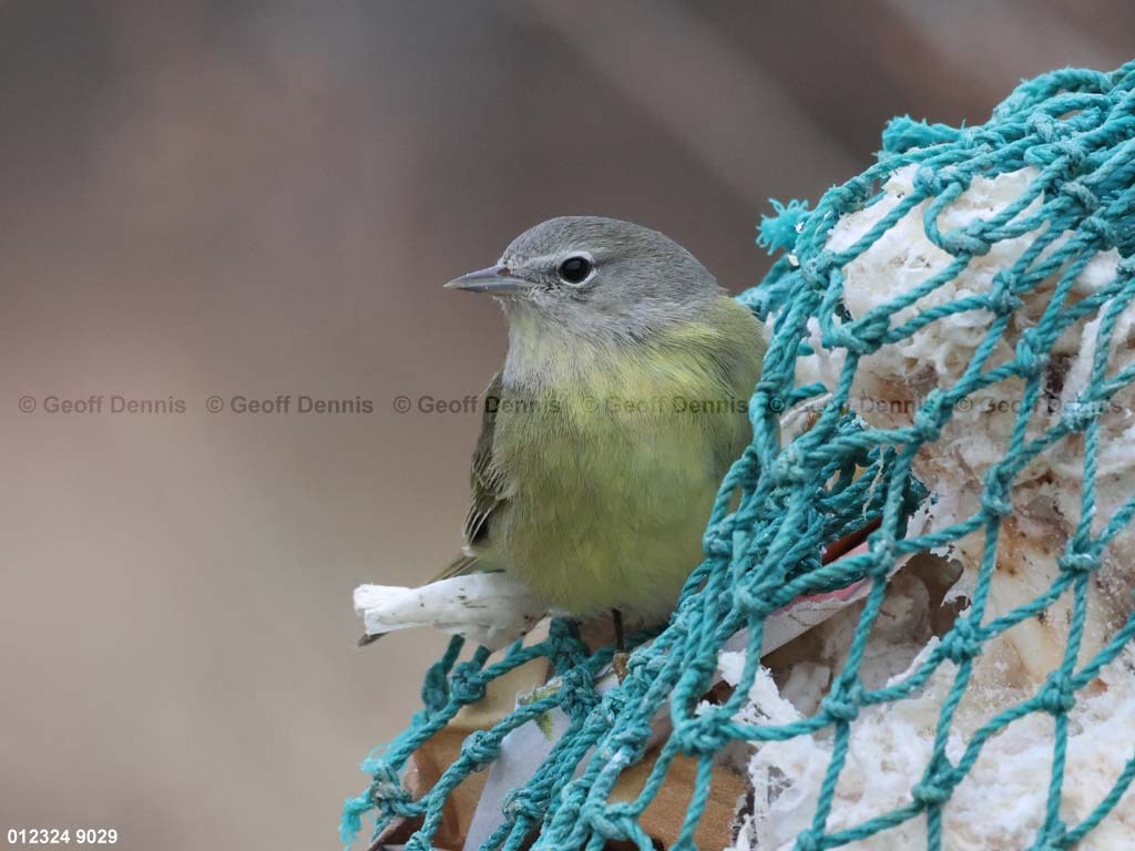 OCWA-AY_Orange-crowned-Warbler