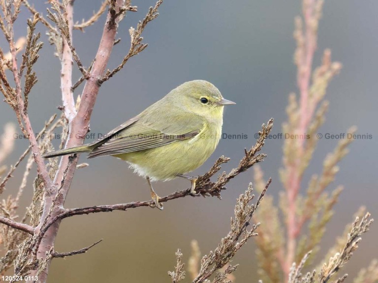 OCWA-AZ_Orange-crowned-Warbler