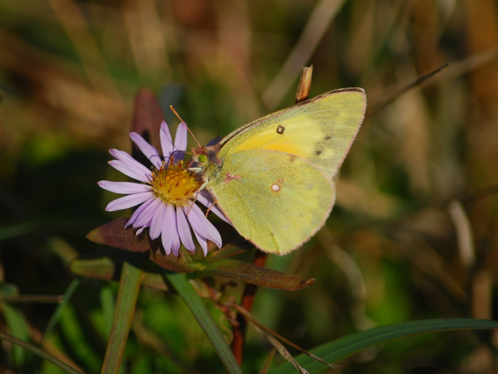 Orange-Sulphur-AA