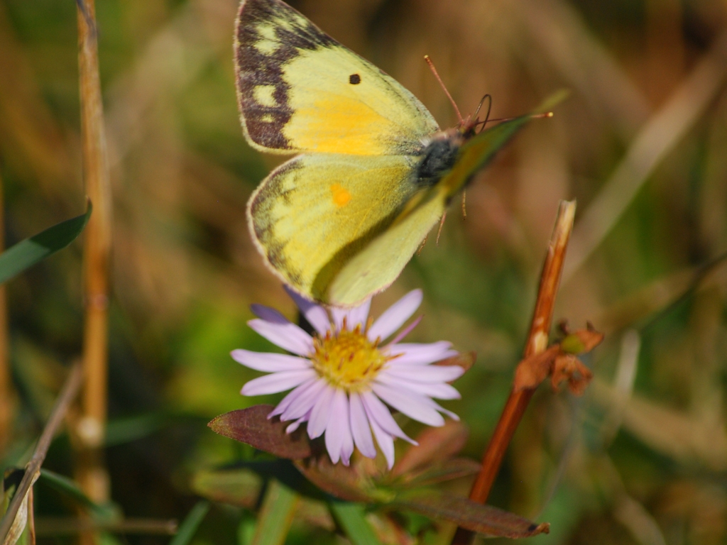 Orange-Sulphur-AB