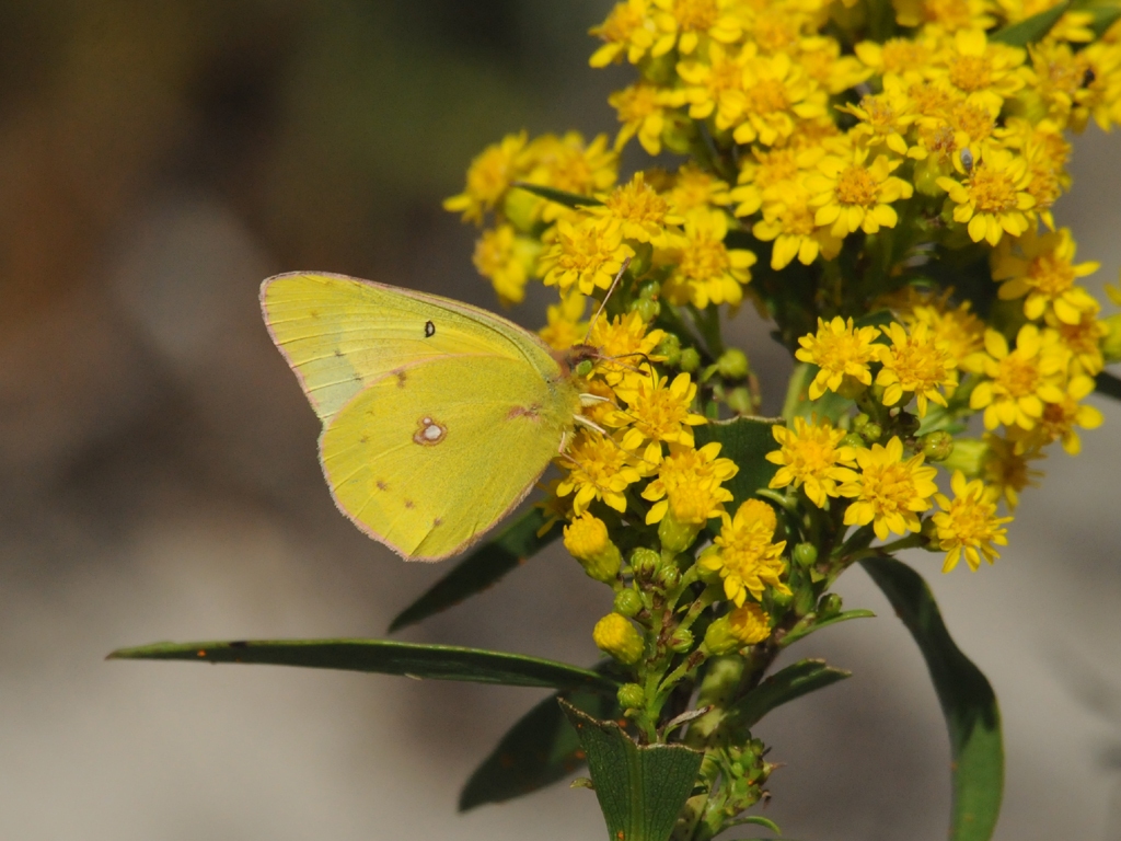 Orange-Sulphur-AC