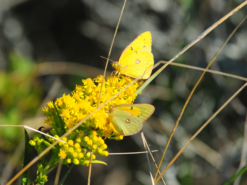 Orange-Sulphur-AD