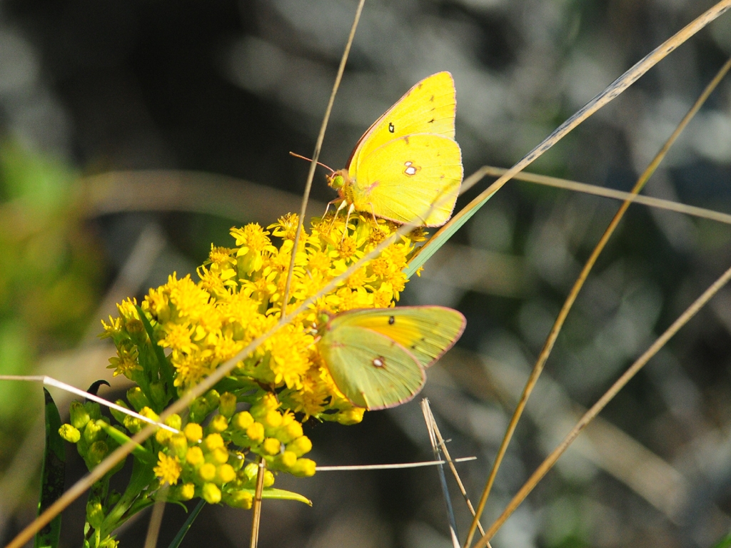Orange-Sulphur-AE