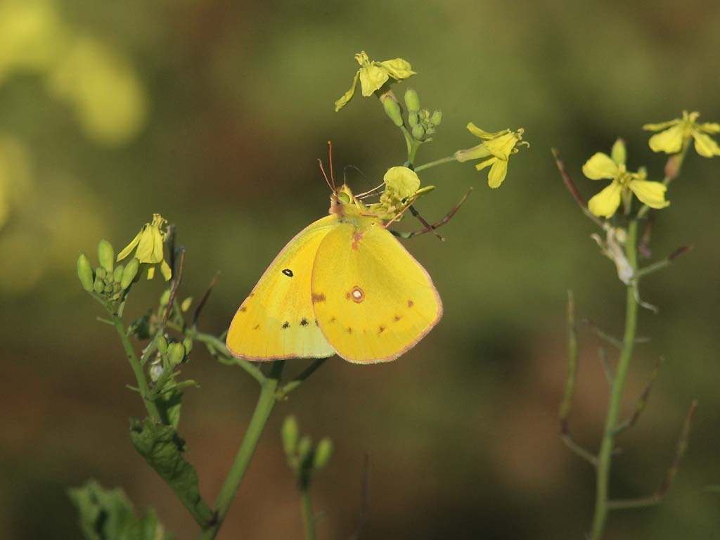 Orange-Sulphur-AF