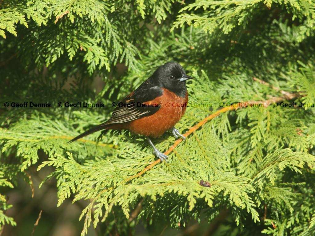 OROR-AA_Orchard-Oriole