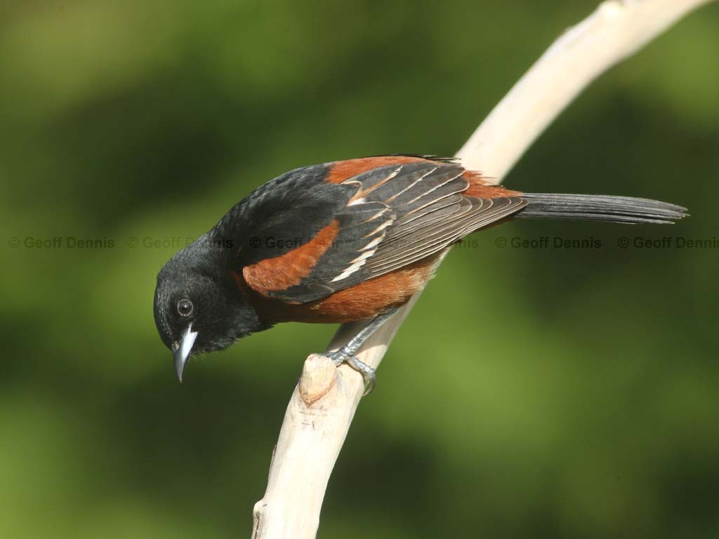 OROR-AB_Orchard-Oriole
