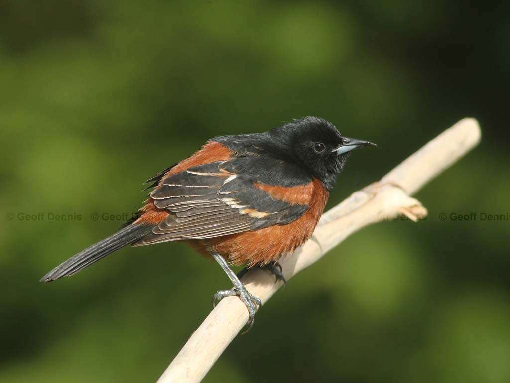 OROR-AC_Orchard-Oriole