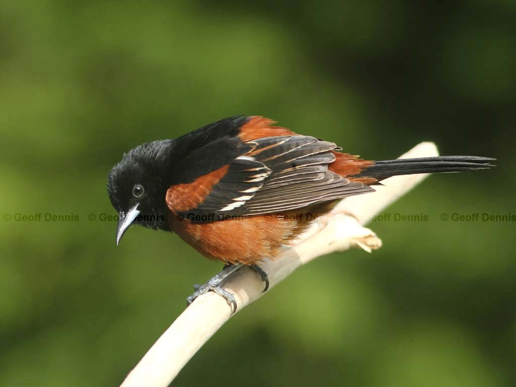 OROR-AD_Orchard-Oriole