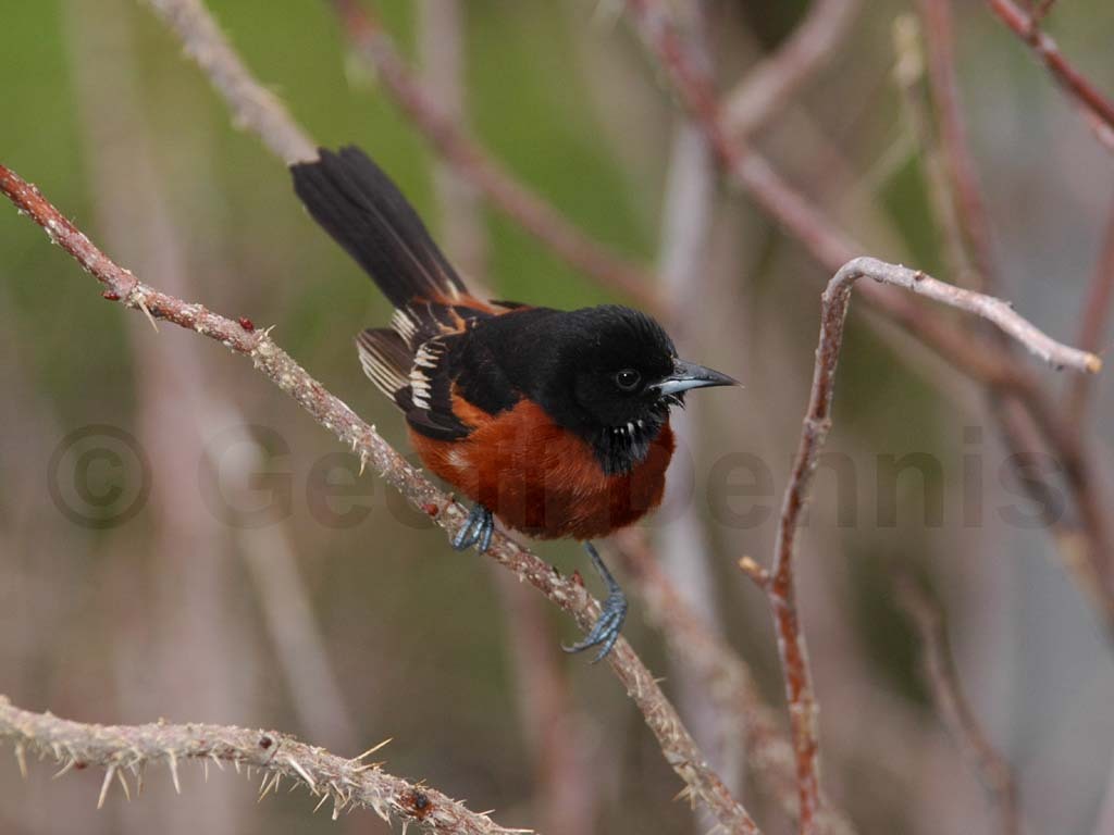 OROR-AE_Orchard-Oriole