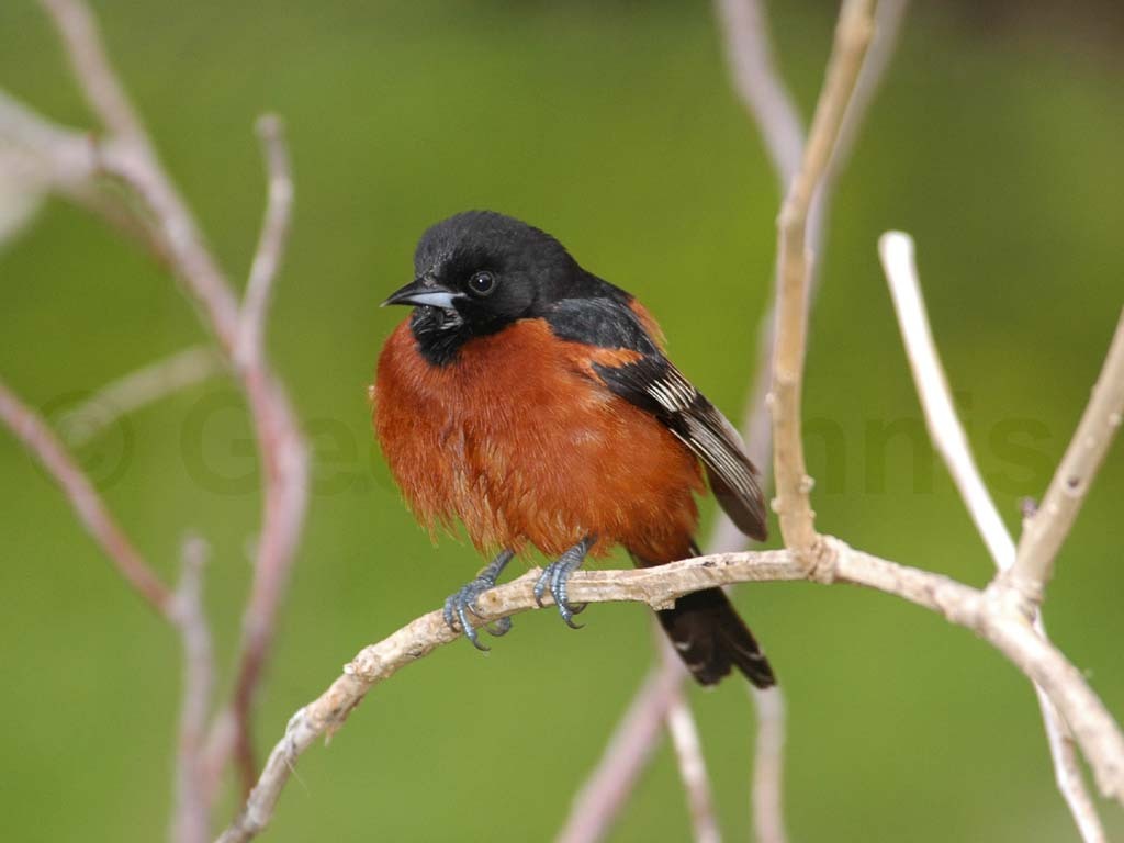 OROR-AF_Orchard-Oriole