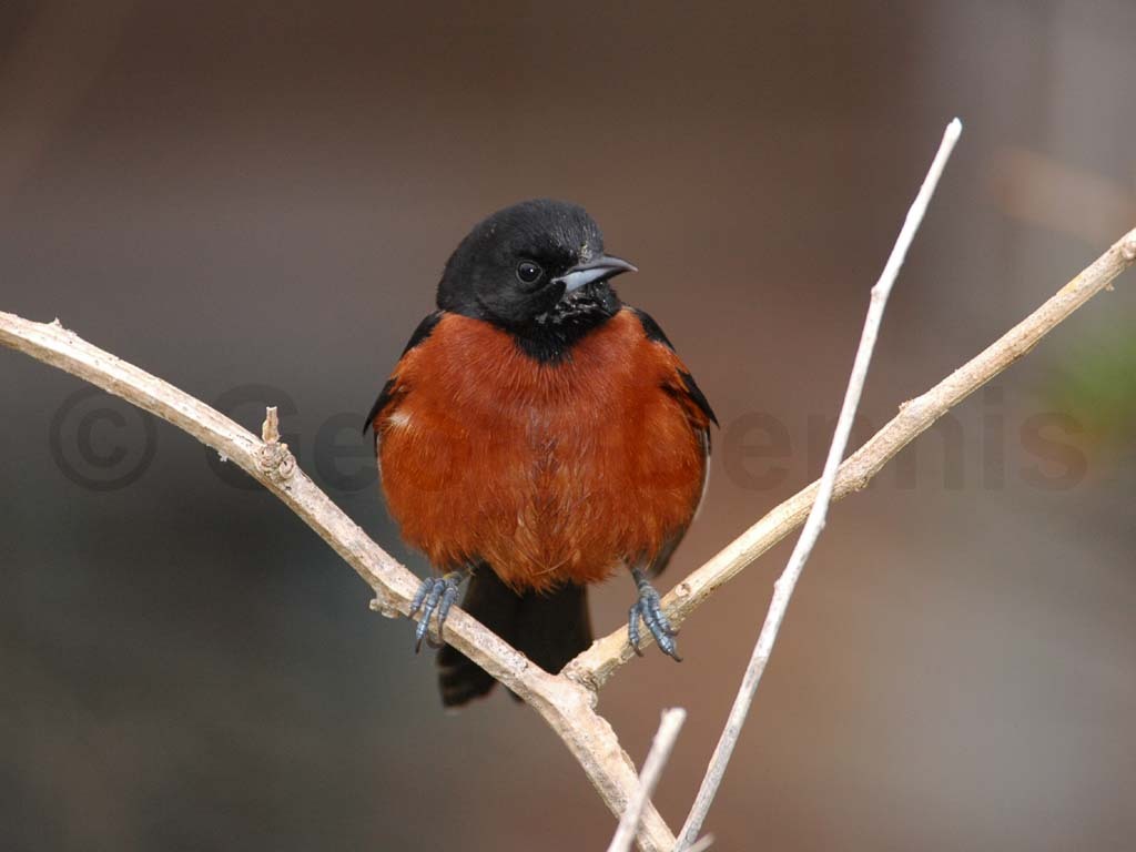 OROR-AG_Orchard-Oriole