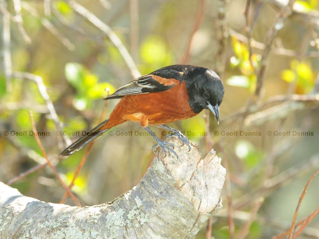 OROR-AH_Orchard-Oriole