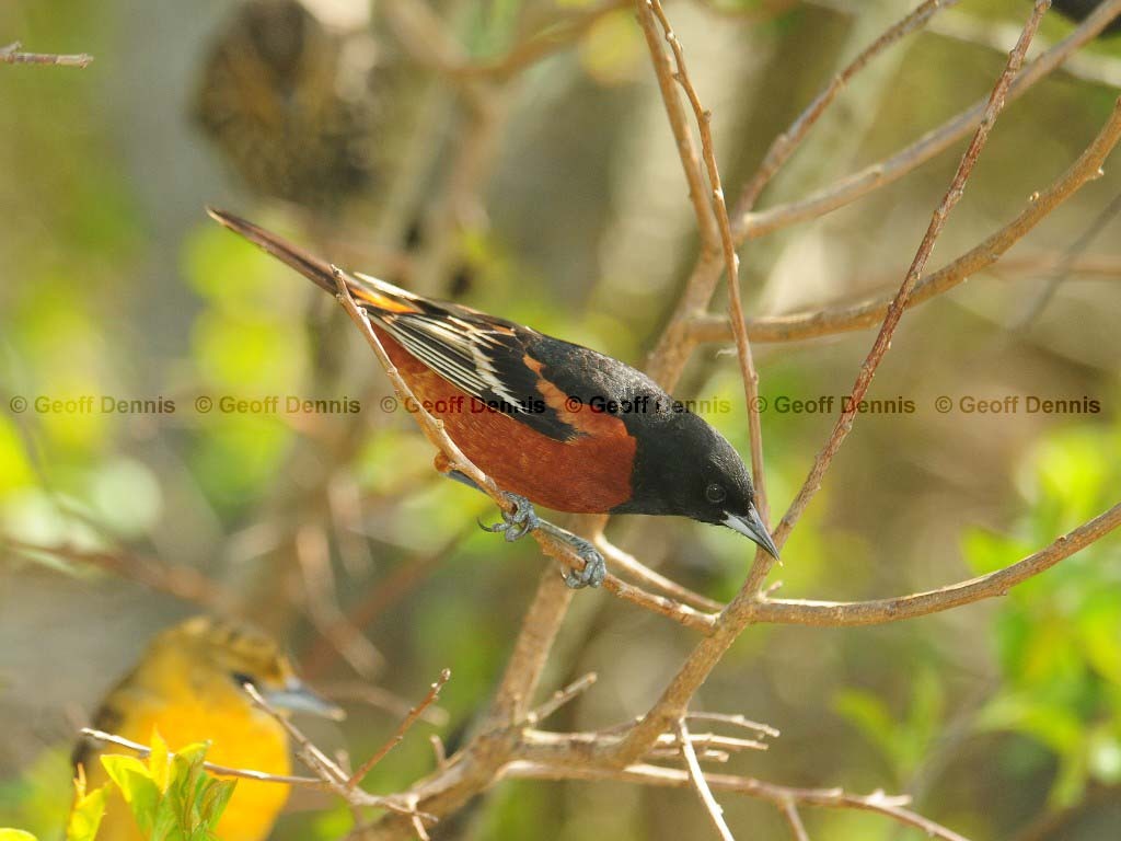 OROR-AI_Orchard-Oriole