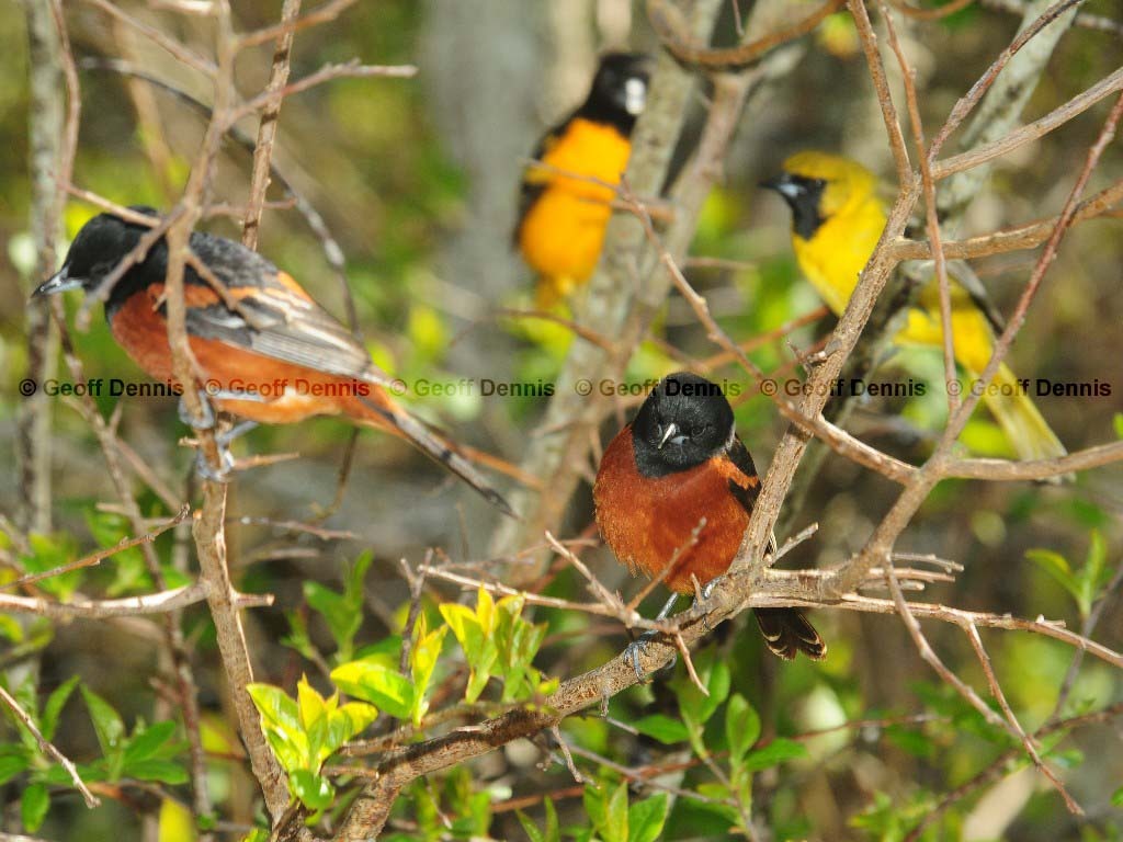 OROR-AJ_Orchard-Oriole