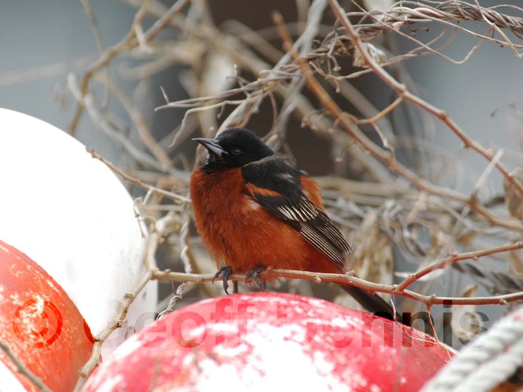 OROR-AK_Orchard-Oriole