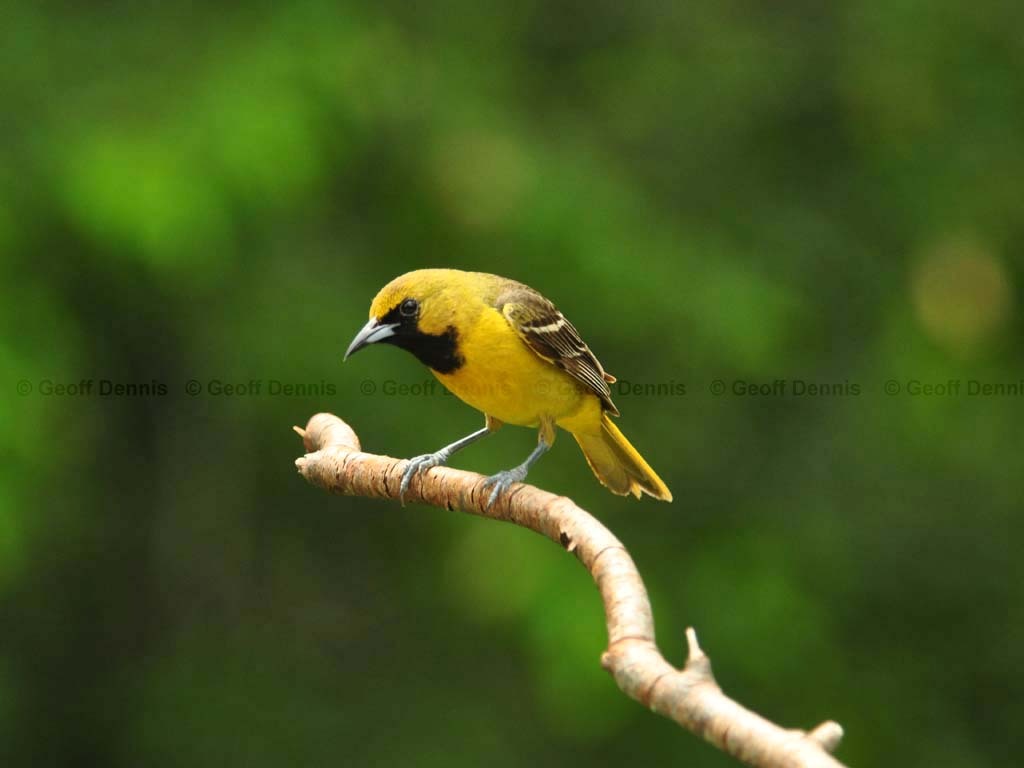OROR-AN_Orchard-Oriole