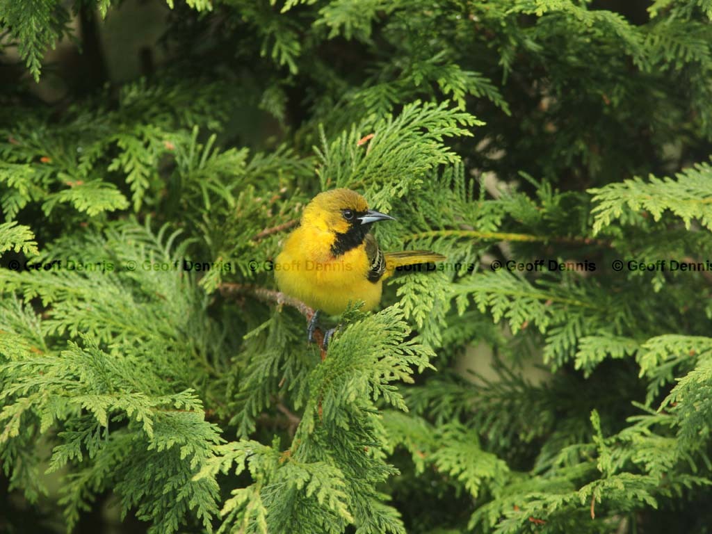 OROR-AO_Orchard-Oriole