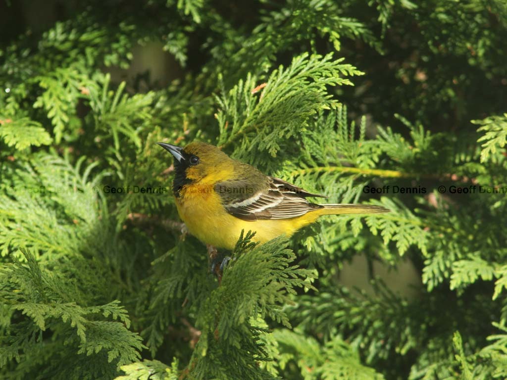 OROR-AP_Orchard-Oriole