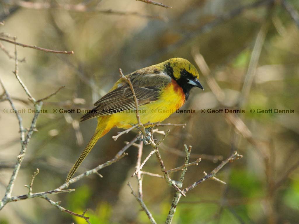 OROR-AQ_Orchard-Oriole