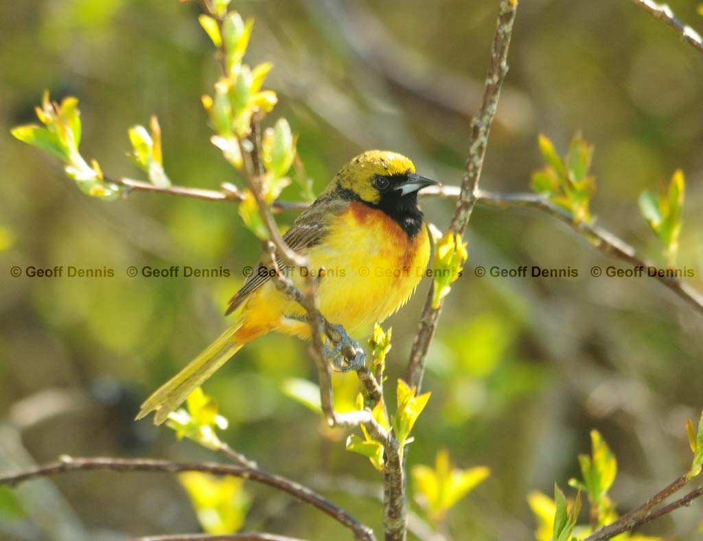 OROR-AR_Orchard-Oriole