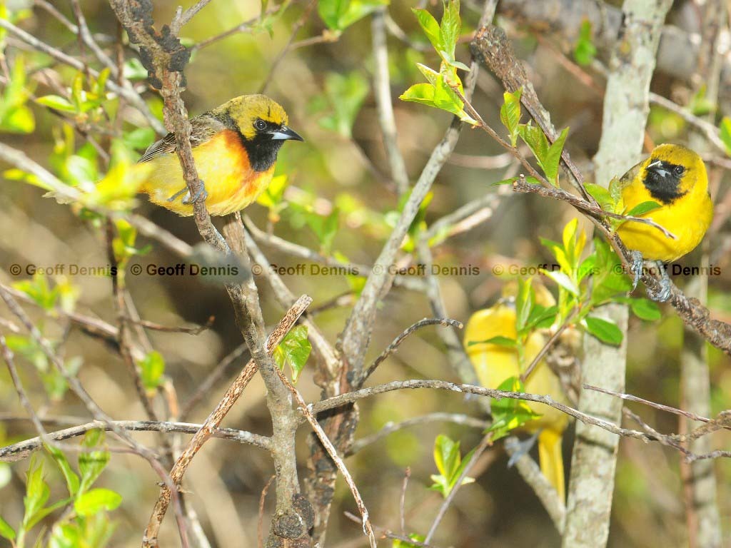 OROR-AS_Orchard-Oriole