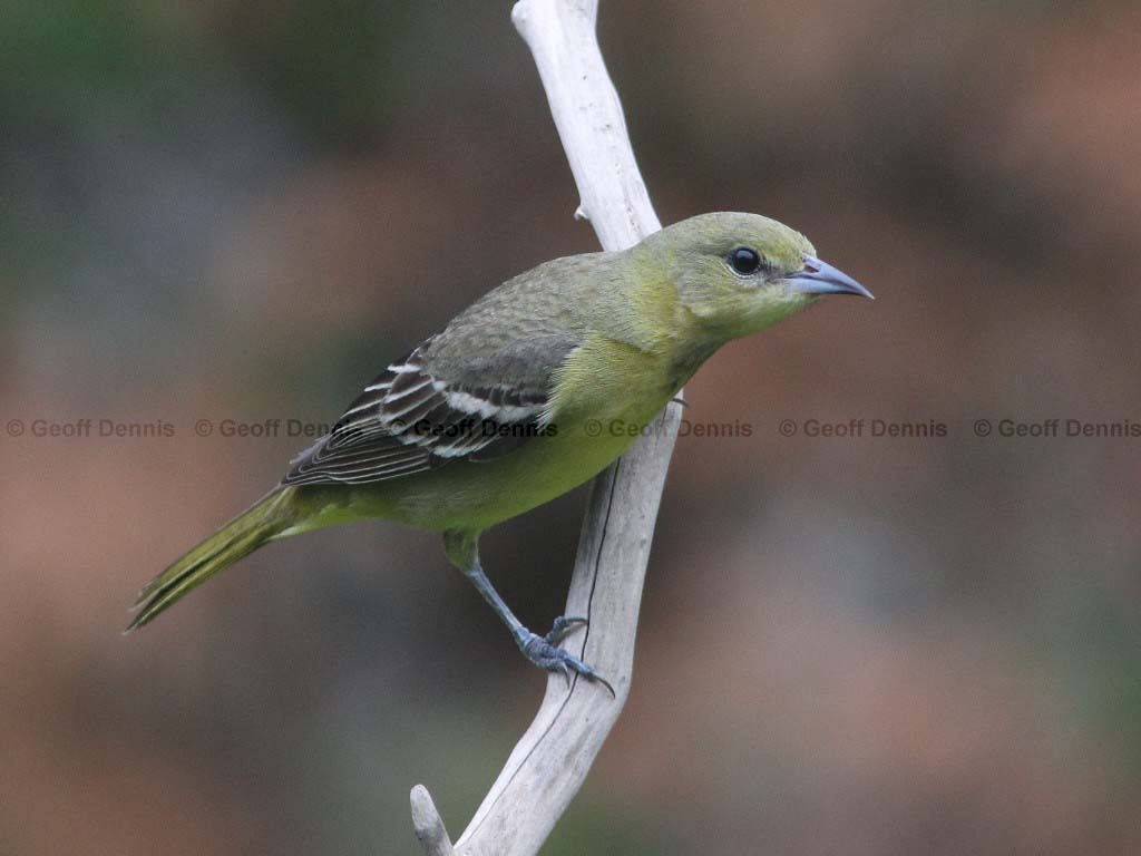 OROR-AT_Orchard-Oriole