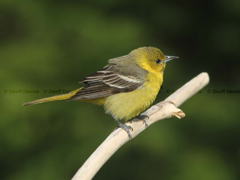 OROR-AU_Orchard-Oriole
