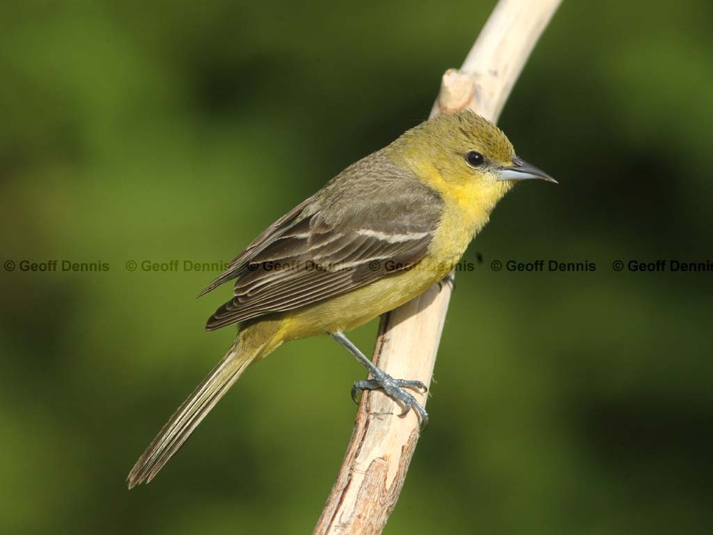 OROR-AV_Orchard-Oriole