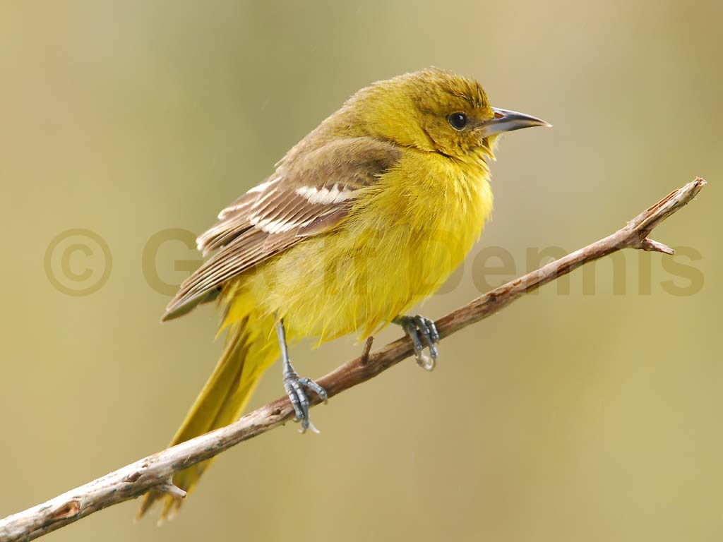 OROR-AW_Orchard-Oriole