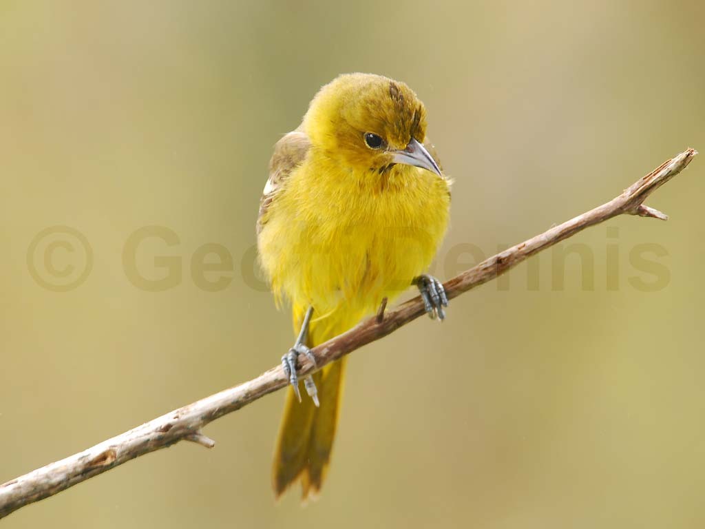 OROR-AX_Orchard-Oriole