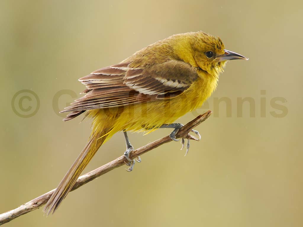 OROR-AY_Orchard-Oriole