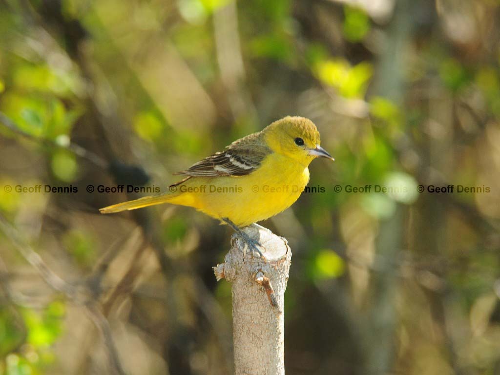 OROR-AZ_Orchard-Oriole