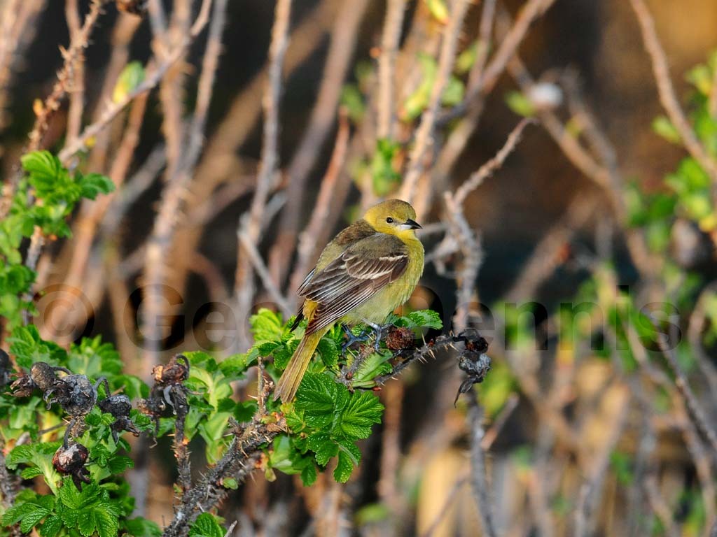 OROR-BA_Orchard-Oriole