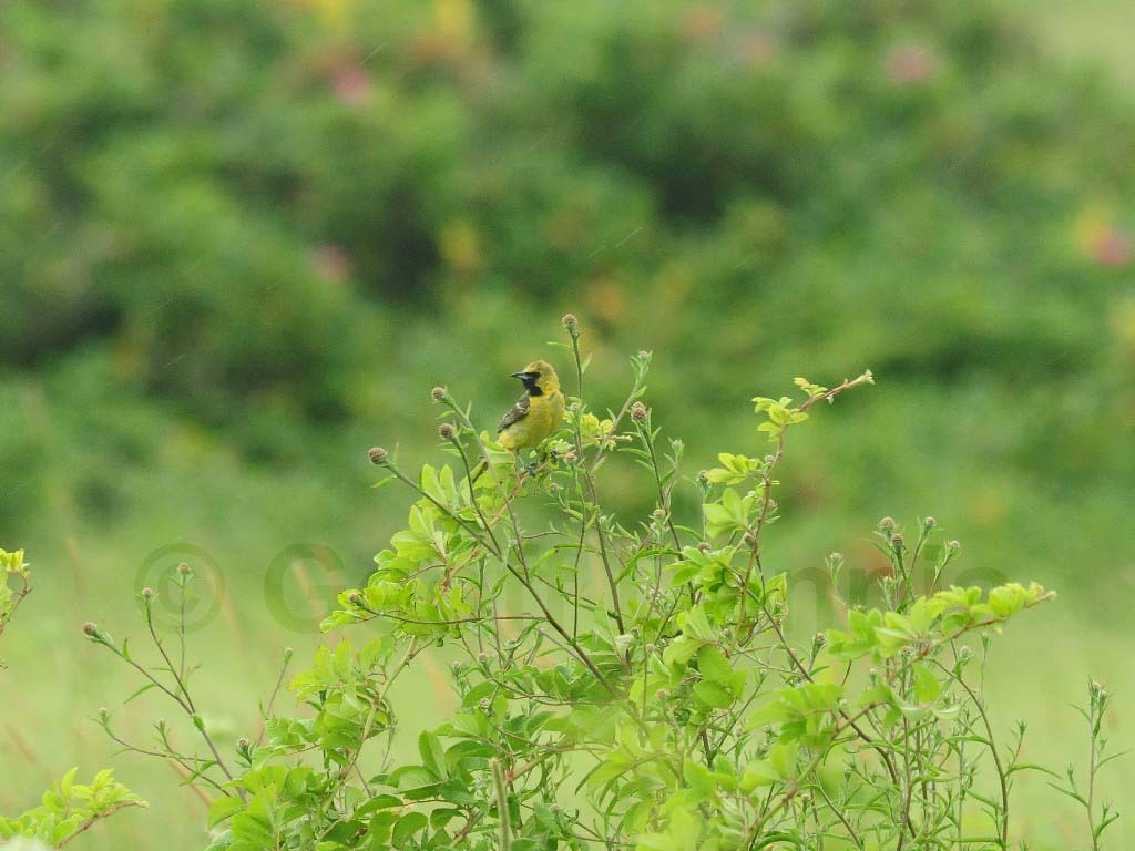 OROR-BB_Orchard-Oriole